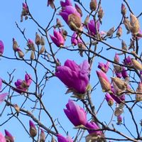 モクレン,シモクレン(紫木蓮),初心者,可愛い,春の訪れの画像