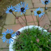 ブルーデージー,フェリシア,コサージュ♥️,キングフィッシャー デージー,キングフィッシャー デージーの画像