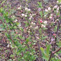 ボケ,ユスラウメ,グミ,ヤナギ,シダレヤナギの画像