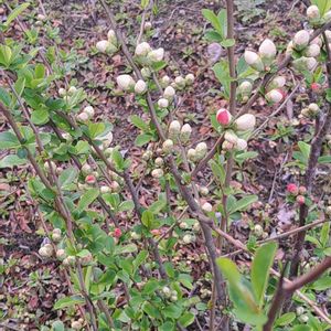 ボケ,ユスラウメ,グミ,ヤナギ,シダレヤナギの画像