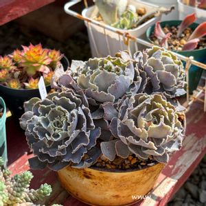 デザートスター丼もの,多肉植物,癒される,no green no life,多肉植物のある暮らしの画像