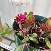 多肉植物,鉢植え,多肉ちゃん,玄関アプローチ,庭の画像