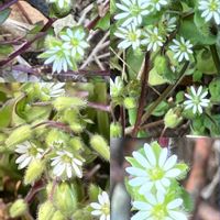 アセビ,アセビ,クジャクサボテン,クジャクサボテン,ツバキの画像