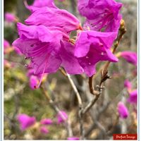 ツツジ,ツツジ,鮮やか ,春を感じる,ウォーキングの楽しみの画像