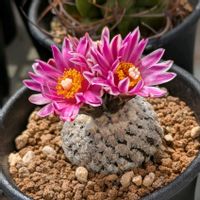 サボテン,バラ丸,多肉植物,珍奇植物,ビザールプランツの画像