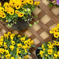 チューリップ,パンジー・ビオラ,パンジー,ビオラ,ハコベの画像