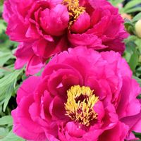 ボタン,馬酔木(アセビ）,京都府立植物園,胸キュン,気品溢れる美しさの画像