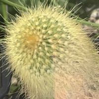 多肉植物,多肉ちゃん,花を通じて愛と平和を,グリーンで癒されてねの画像