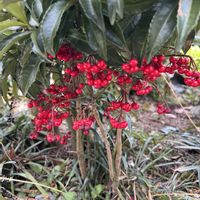 万両,赤い実,花を通じて愛と平和を,グリーンで癒されてねの画像