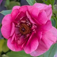 ラナンキュラス,ラナンキュラス,ワスレナグサ,パンジー,クスノキの画像