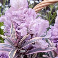 ラベンダー,ヘーベ,ヘーベ　ハートブレイカー,フレンチラベンダー　ラビッシュピンク,スマホ撮影の画像