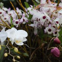 コチョウラン,デンドロビウム,デンドロビウム,デンドロビウム,洋ランの画像