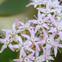 花月,カネノナルキの花,カネノナルキの花,プチベニベンケイ,カネノナルキ (花月)の画像