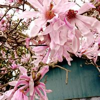 朧月,ハナダイコン,コブシの花,シデコブシ(ヒメコブシ),シデコブシ(ヒメコブシ)の画像