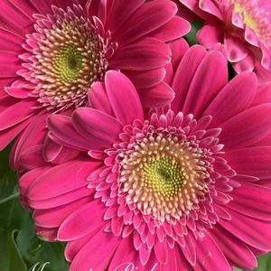 ガーベラ,ハナグルマ,フラワーアレンジメント,ブーケ,多年草の画像