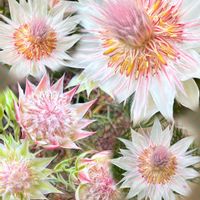 セルリア,ジョーイ セルリア,お出かけ先での画像