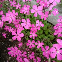 セダム,ルビーネックレス,火祭り,虹の玉,虹の玉の画像