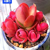 火祭り,クラッスラ属,挿し芽,植物男子ベランダー,キャンプファイアの画像