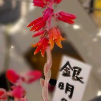 エケベリア,銀明色の花,銀明色,多肉植物,多肉の花の画像