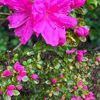 ツツジ,ツバキ,ツルニチニチソウ,ハナズオウ,キブシの画像