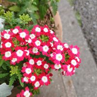 バーベナの画像