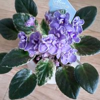 セントポーリア,この下センペル丼の画像