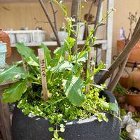 ナズナ,ホトケノザ,野菜,カブ,ハコベの画像