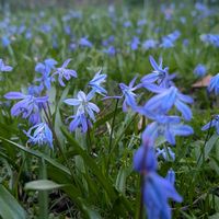 シラー,八重桜,プシュキニア,アムステルダム,オランダの画像