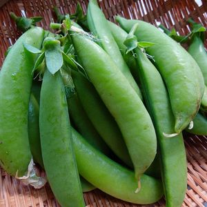 リナリア,玉ねぎ,スナップエンドウ,我が家のお花,我が家の野菜の画像