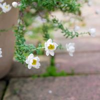 アグロステンマ,スイセン,花かんざし,宿根イベリス,福岡の画像