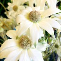 フランネルフラワー,フランネルフラワー,多年草,四季咲き,セリ科の画像