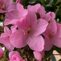 アザレア,窓辺で,花好き❣️の画像