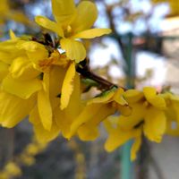 クリスマスローズ,レンギョウ,オタフクナンテン,さくら 桜 サクラ,ウクライナに平和をの画像