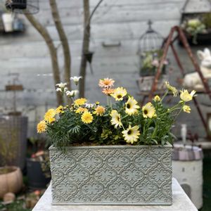 ゴールデンハニーサックル,ローダンセマム レトロクラッカー,ヘリクリサム モハーブ,ディモルフォセカ パステリーナ,マーガレット　マーマレードスフレの画像