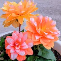 ダリア,ダリア ラベラ グランデ キャラメル,ダリア　ラベラグランデ　キャラメル,ガーデニング,マイガーデンの画像