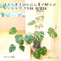 モンステラ,モンステラ,観葉植物,鉢植え,観葉植物専門店の画像