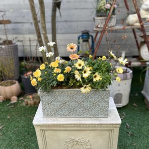 寄せ植え,ガーデニング,今日の一枚,花のある暮らし,お祝い花の画像