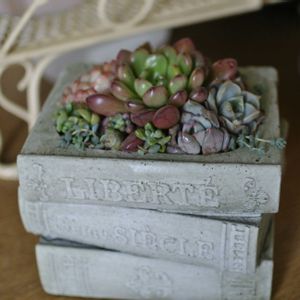 多肉植物,多肉の寄せ植え,ガーデニング,ナチュラルガーデン,花のある暮らしの画像