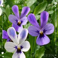 ビオラ,ビオラ フルーレット,極小輪ビオラ フルーレット,今朝の雪,プランター植えの画像