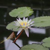 睡蓮,熱帯スイレン,散歩,温室,都立神代植物公園の画像