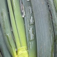 ネギ,畑仕事,千葉県,富山支部,家庭菜園の画像