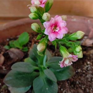 カランコエ,八重のカランコエ,リビング,咲いてくれてありがとう❤,可愛いお花♡の画像