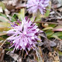イカリソウ,イカリソウ,ショウジョウバカマ,ショウジョウバカマ,ニリンソウの画像