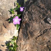 スイセン,ツルニチニチソウ,ニラ,ホトケノザ,ホトケノザの画像