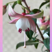 フクシア,チーム魔女っ子,ストロングビューティー,ほんわか♥️ほんのりの画像