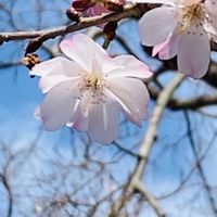 アセビ,マツ,菜の花,ジュウガツザクラ,ヤブツバキの画像