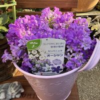 八重咲きカランコエ,カンパニラ,カランコエドリーQ2,黒葉アジサイ,紫陽花 エクリプスの画像