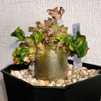 アデニウム,アデニウム ファットボーイ,アデニウム ファットボーイ,アデニウム DHA,アデニウム DHAの画像