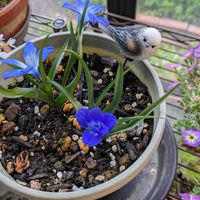 ストレプトカーパス,テコフィレア　シアノクロッカス,チーム愛知,Juneの会,2020年6月同期No.013の画像