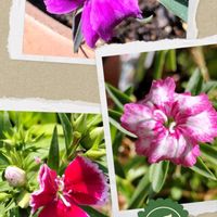 ナデシコ,ダイアンサス テルスター,チーム愛知,すずガーデンの画像